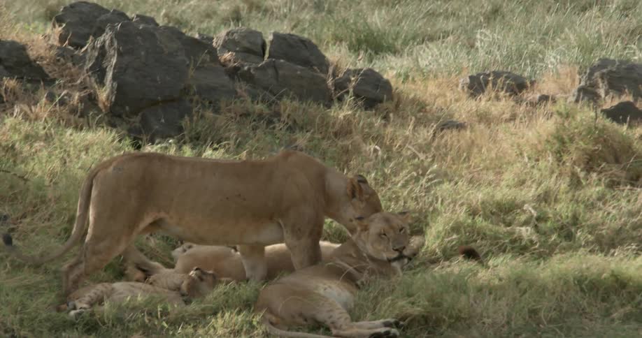 A group of lions lay and walk in the grass