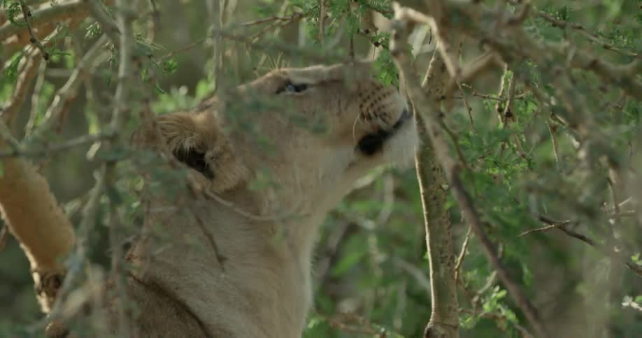 A lion is in the woods sniffing the branches before biting