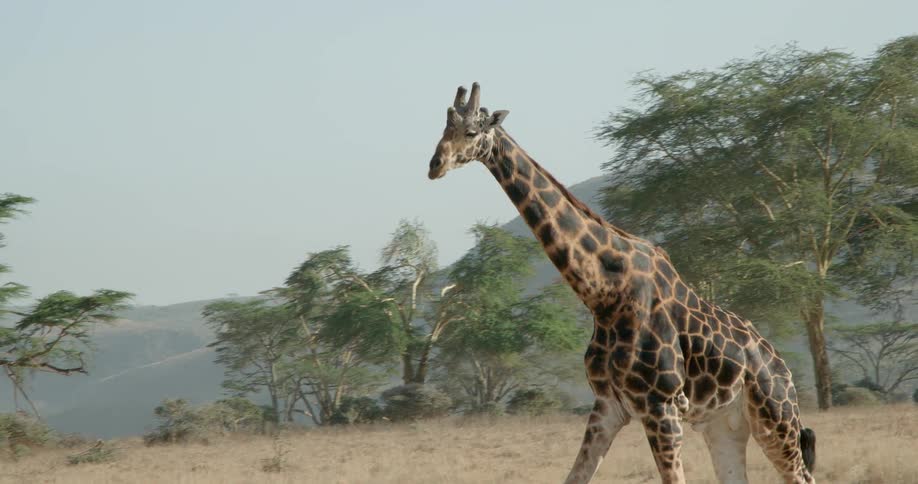 A giraffe is walking across the plains