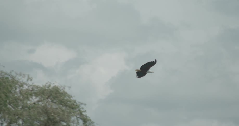 An eagle flies and soars over the trees