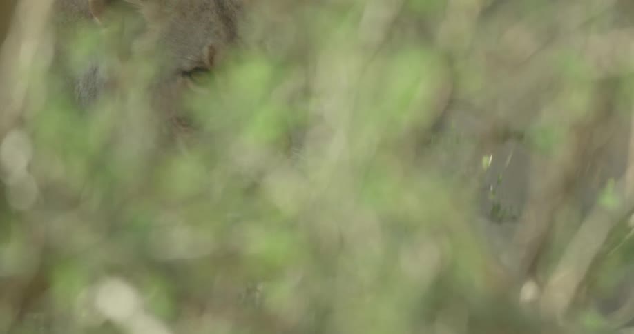A lion is moving around behind the trees