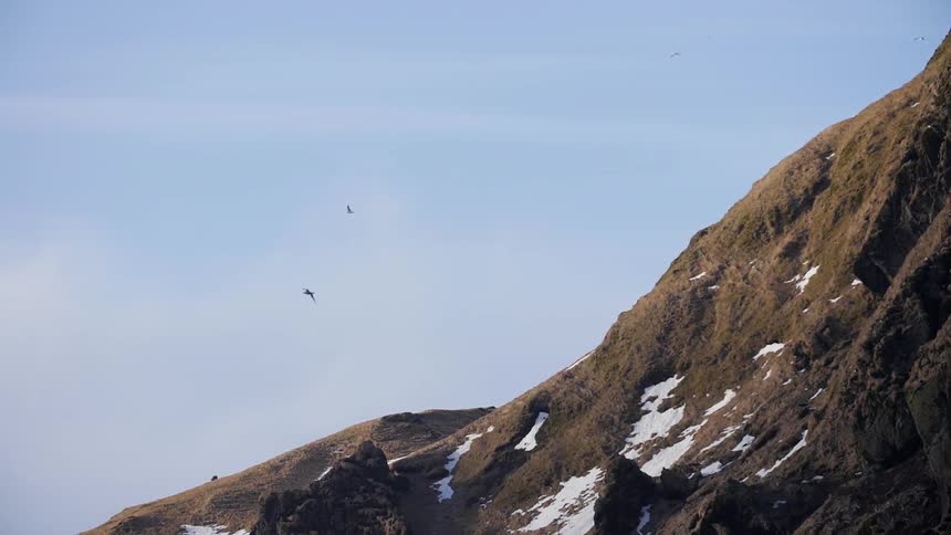 Birds fly above a snowy mountain