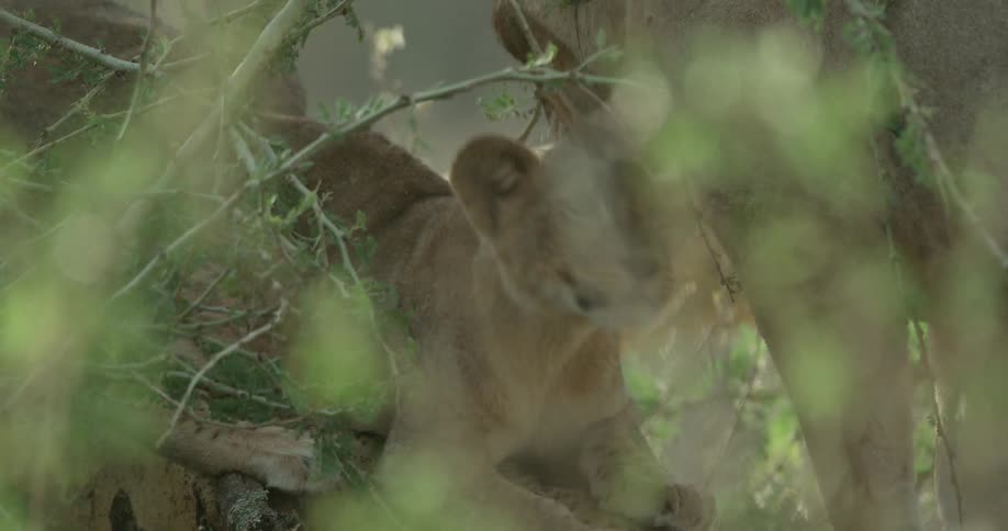A tiger is sitting under a tree with a cub