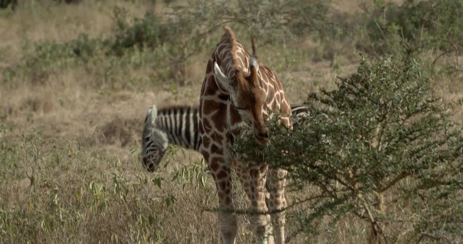 A giraffe grazes as a zebra walks by