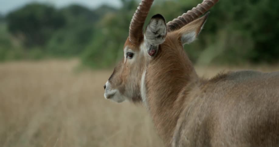 Gazelle walking through some high brown grass