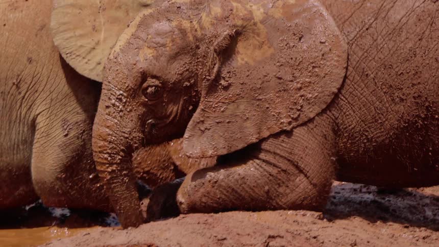 Elephants bathe in a mud bath