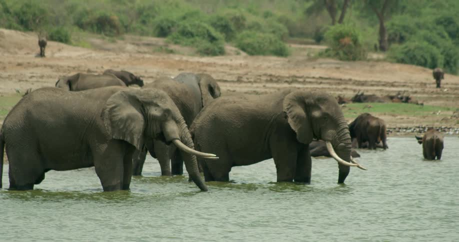 Elephants stand in the water