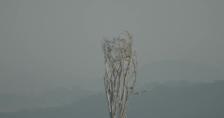A single dead tree has birds flying around it