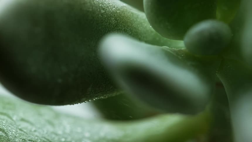 A green plant is misted with water