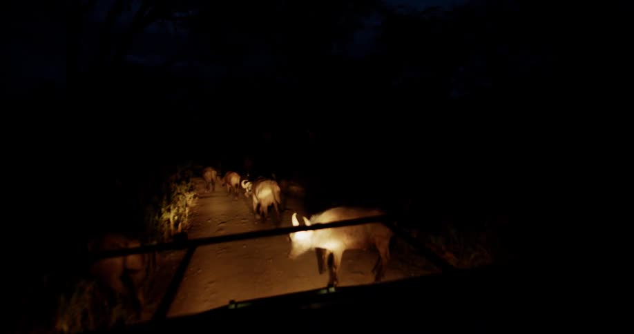 Headlights shine at large group of wild boar at night