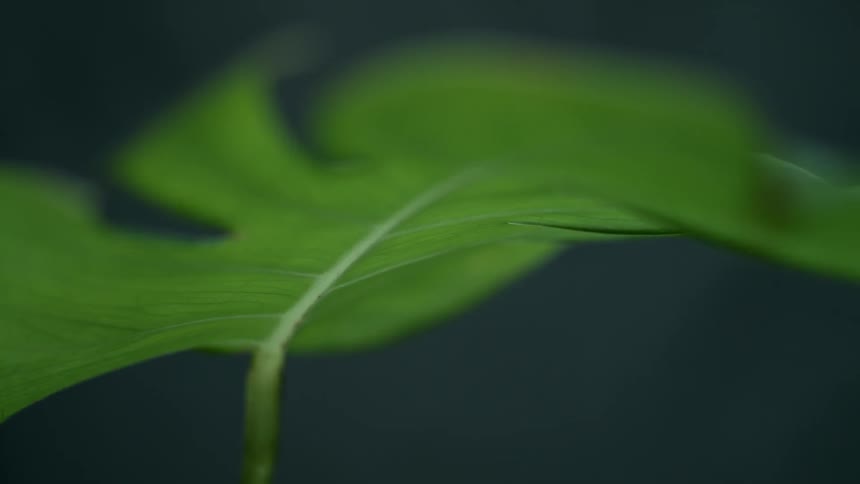 A plants green leaf sits motionless