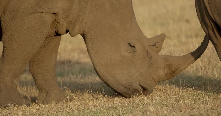A rhino is eating grass
