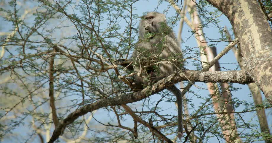 A monkey sits in a tree branch