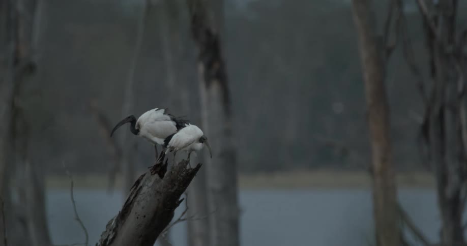 Birds shifting on a broken tree