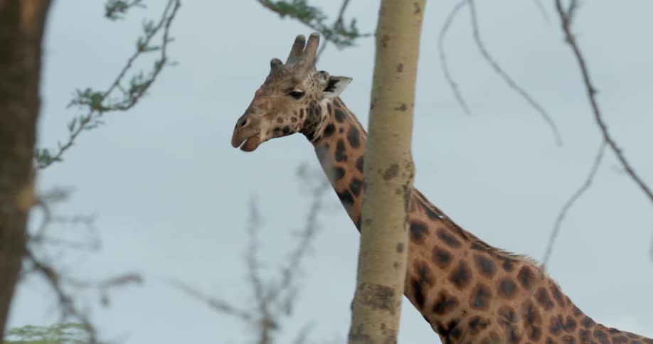 Giraffe walks by some trees as he chews
