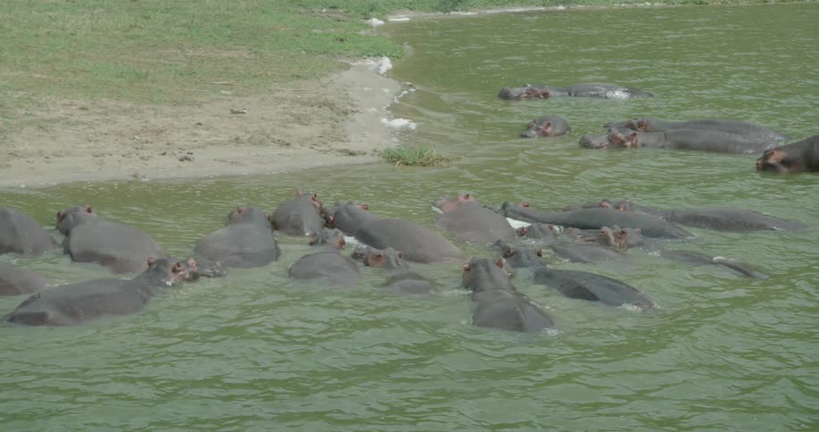 The hippos move together in the water