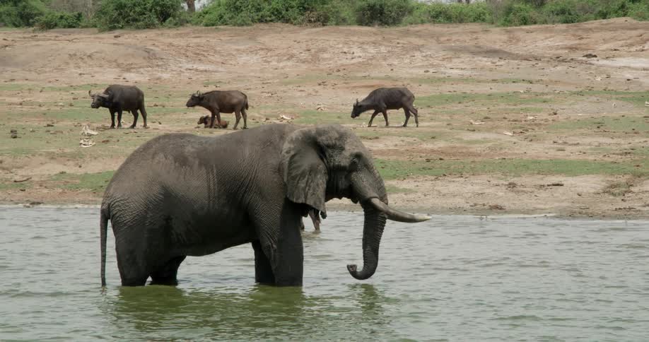 An elephant is standing in the water