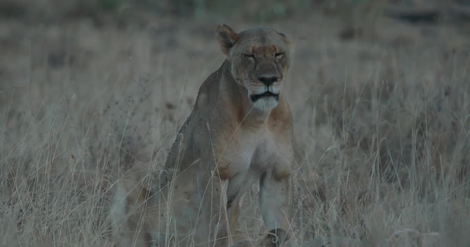 A lion sits in the grass