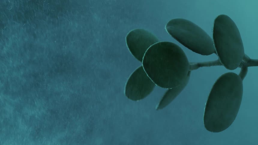 A plant is being sprayed with water