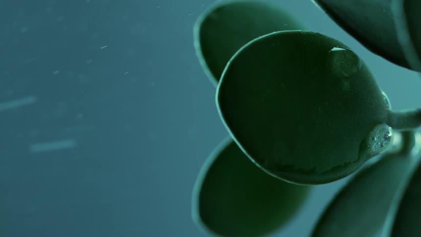 Water droplets fall onto the green leaves