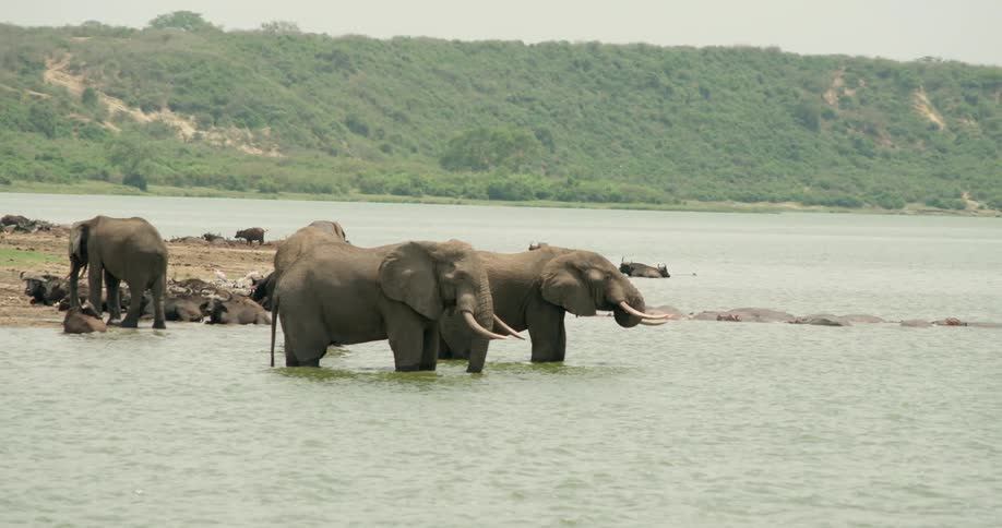 Elephants stand in the water