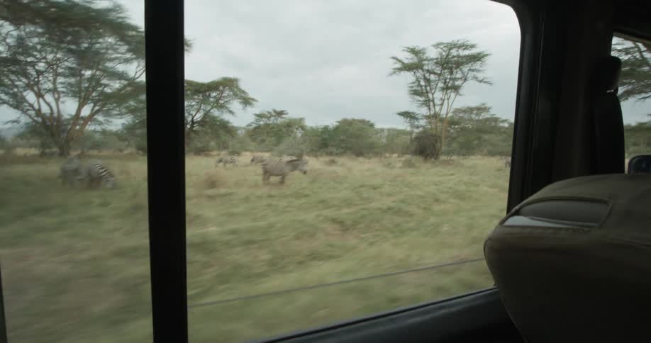 People ride a bus through a safari