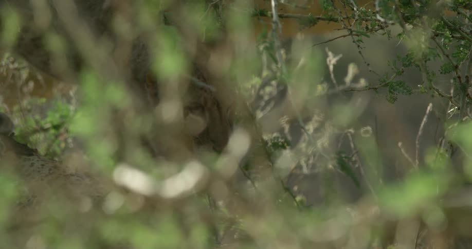A lion walks through brush