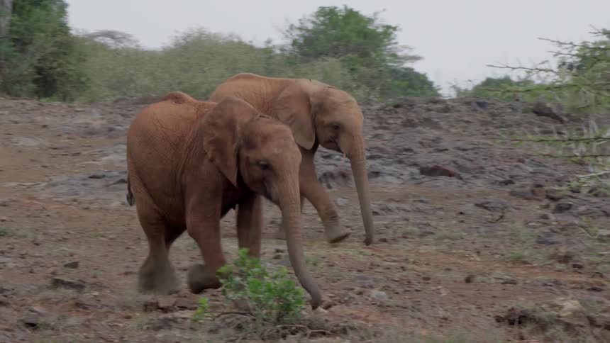 Two young elephants run in the mud