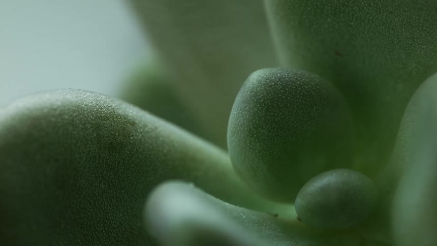 Mist falls on a succulent plant