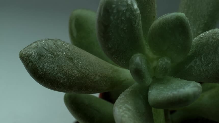 Close up of a green plant