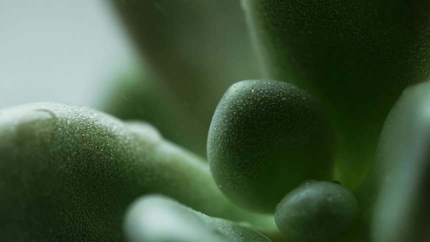 Mist sprays a succulent plant