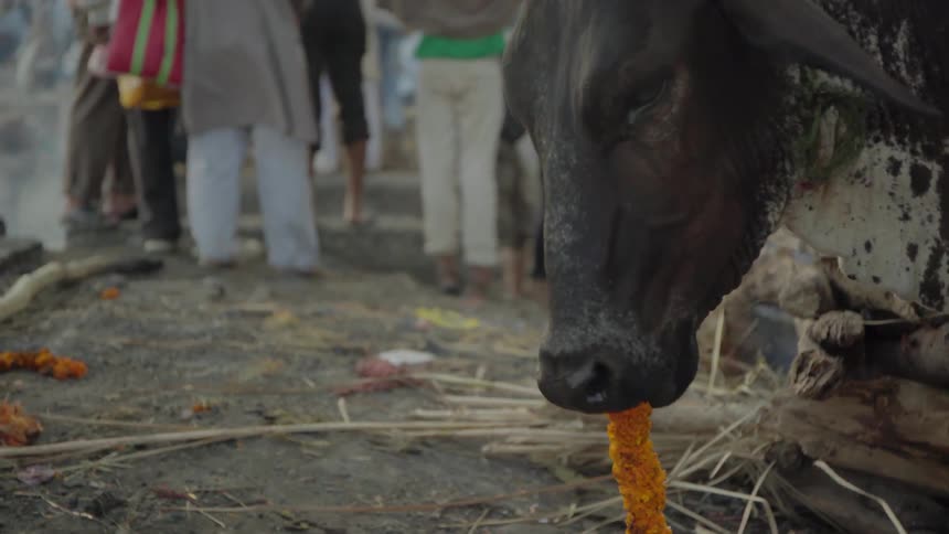 A bull eating a line of orange flowers