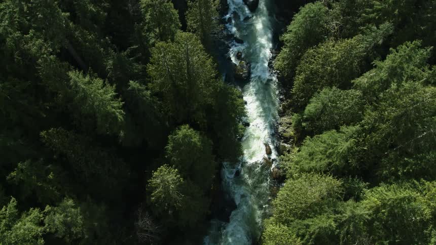 A stream moves fast past the forest