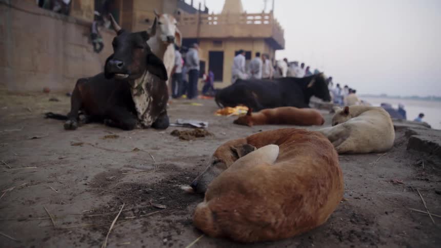 Cattle laying on the ground in a village with people nearby