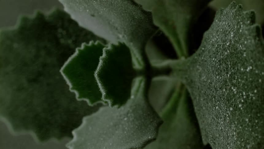A green plant is misted with water
