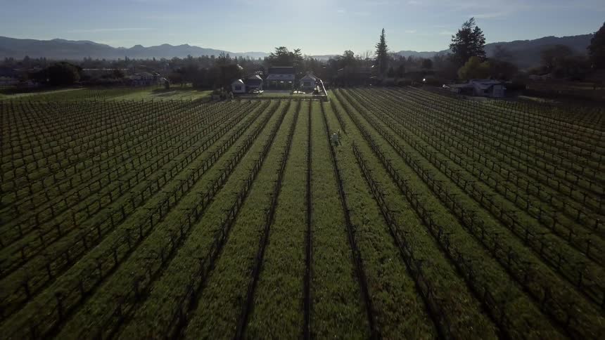 A large farm has many crops