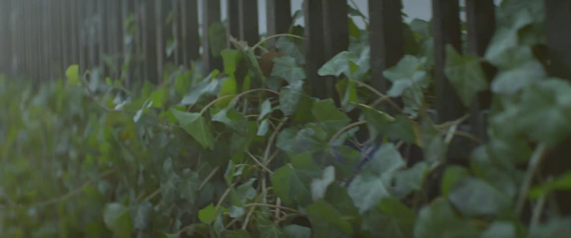 Green vines grow on a steel fence