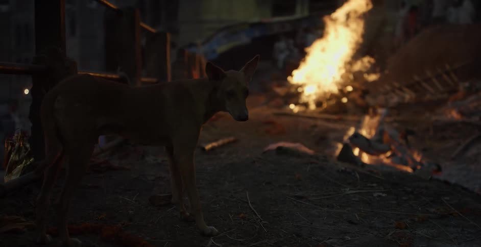 A dog walks away from a fire