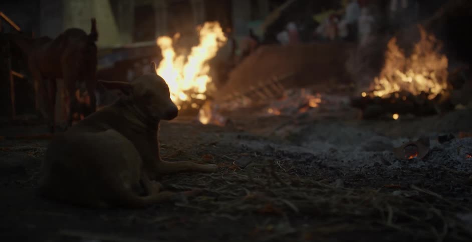 Dog laying on the ground outside with fire burning nearby