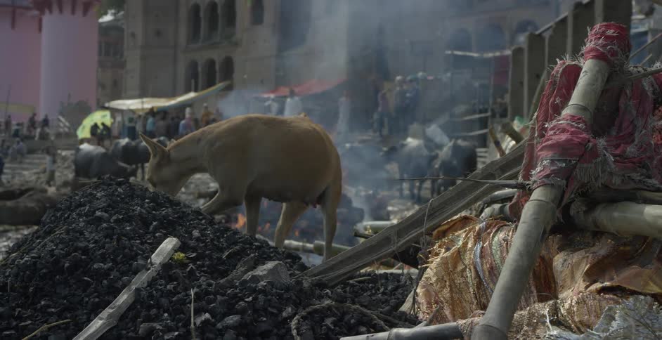 A dog walks over some rubble