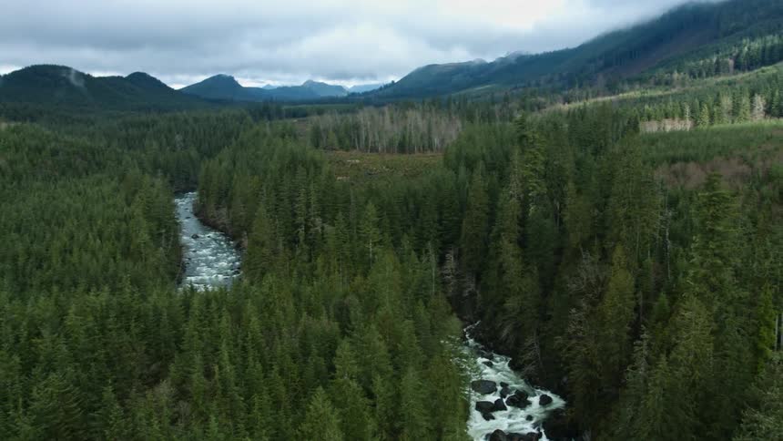 Two rivers through a forest