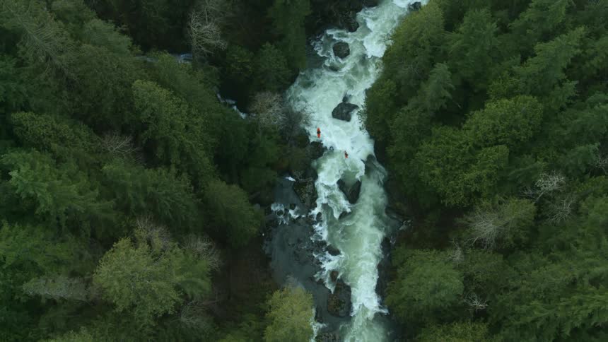 A rocky stream flowing through a forest