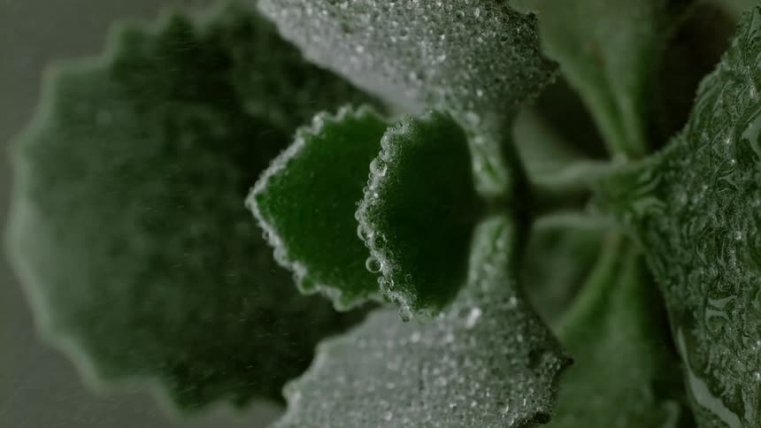 Leaves of a succulent plant are misted with water