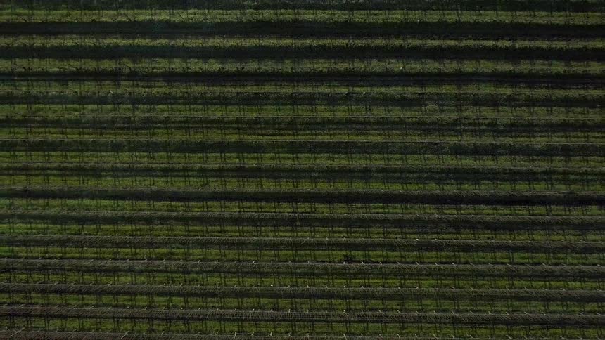 Aerial view of large piece of cropland