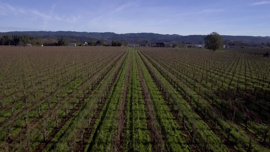 Large field of crops and hills in the background