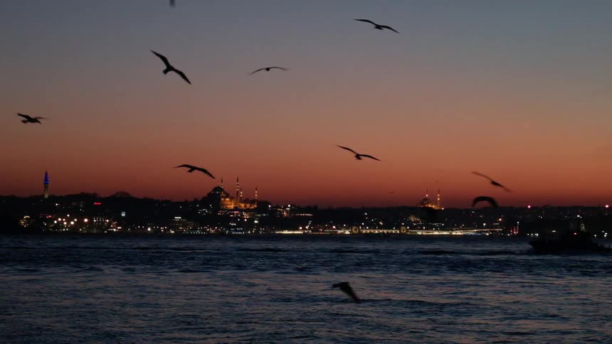 Birds fly above the water by a city