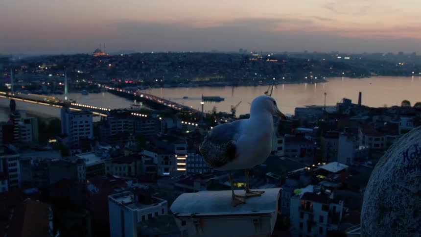Seagull stands on a structure overlooking the river