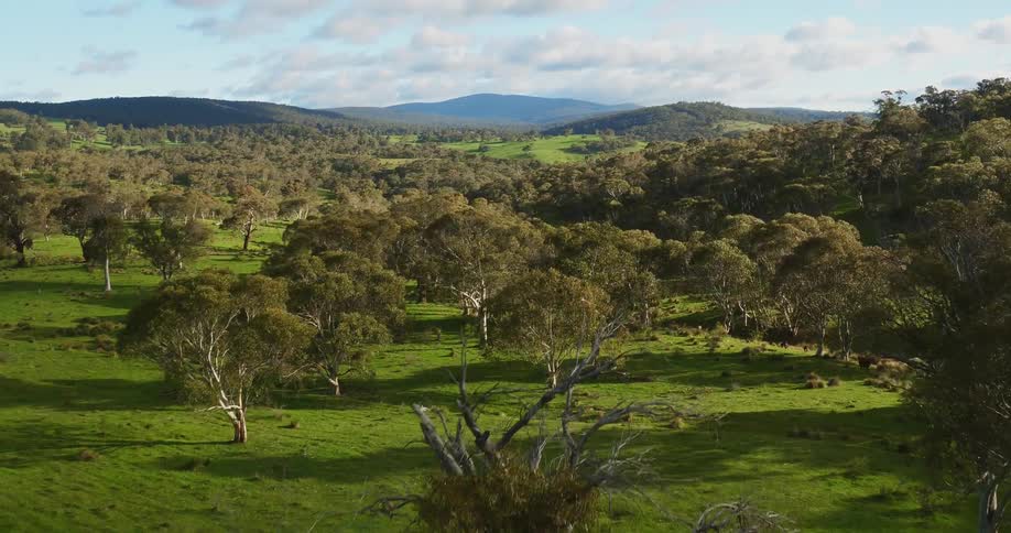 A large field scattered with trees