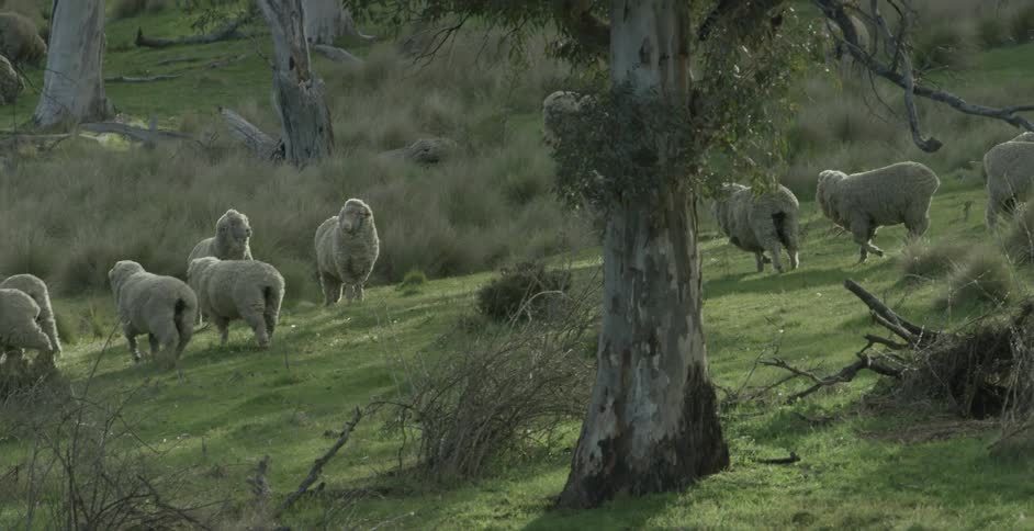 The sheep are walking along the prairie ahead