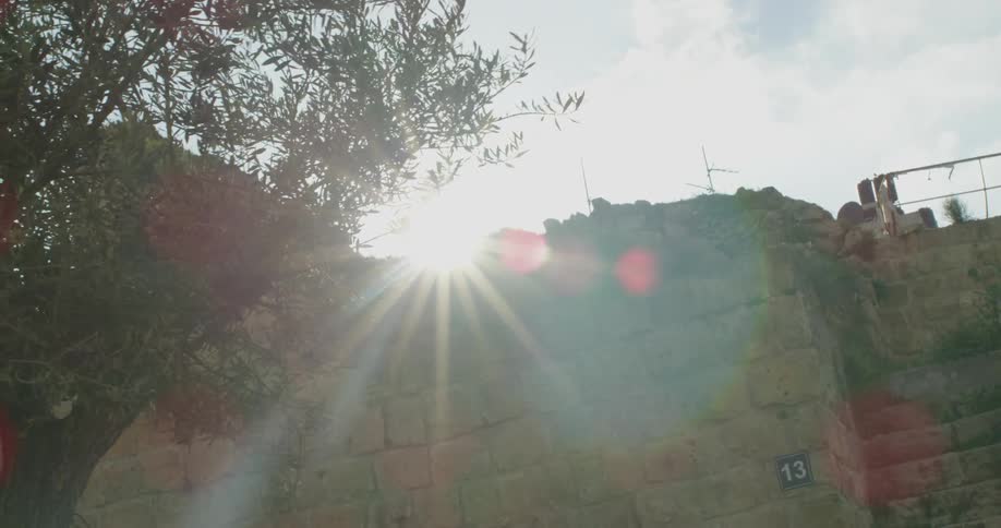 The sun shines through tree branches